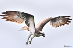 ホバ後 魚へまっしぐら