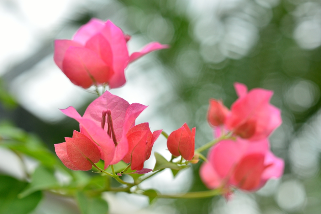 ”ブーゲンビレア”