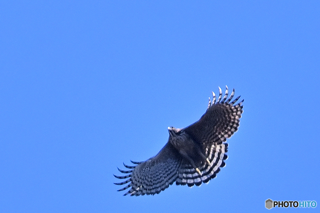 優雅さと強さを魅せる求愛ダンス