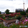 雨に彩を放つ薔薇園