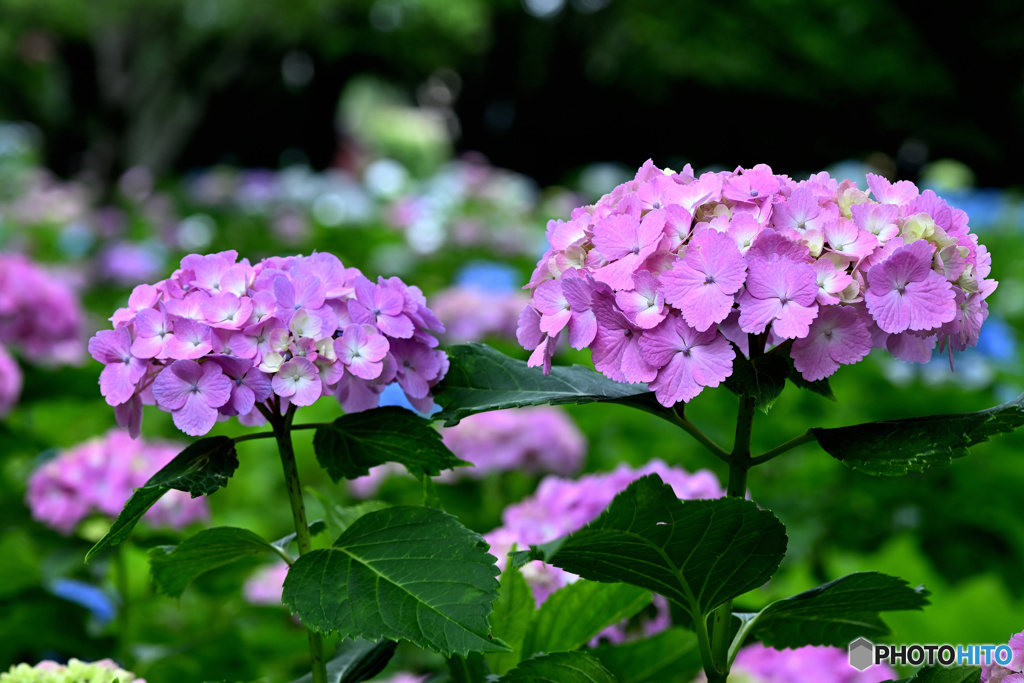 今が盛りと彩る紫陽花