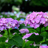 今が盛りと彩る紫陽花