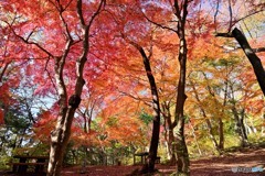 旬なモミジの散策路