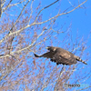 雑木林飛翔の熊鷹