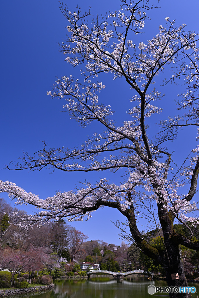 今時の公園の華