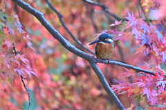 翡翠も紅葉狩り