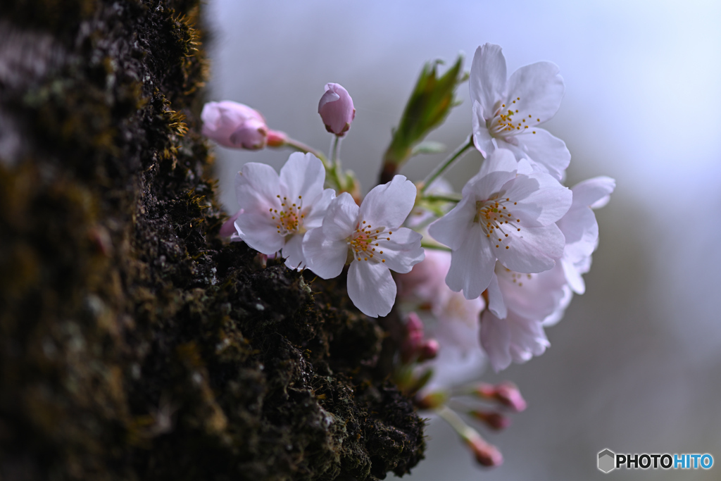 胴吹にも華やか