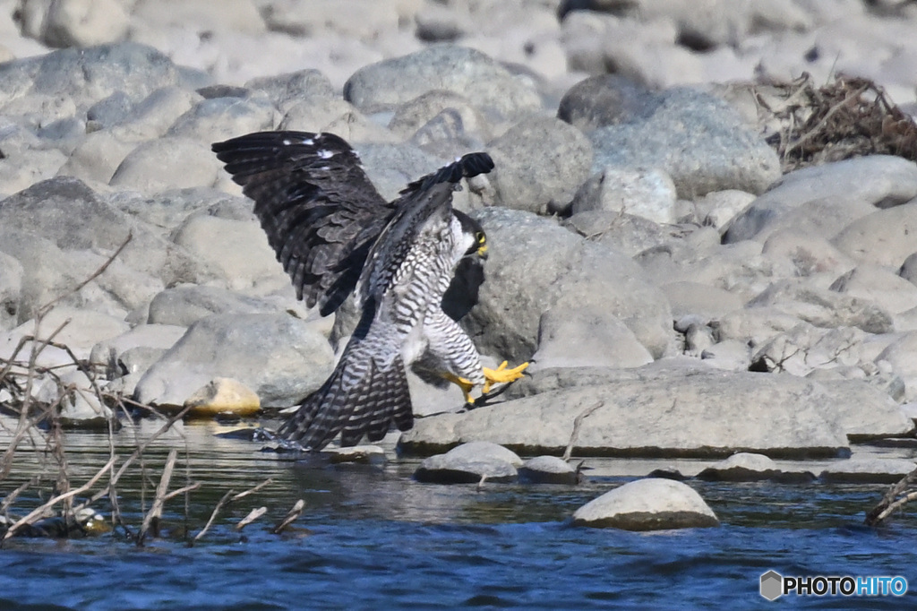 ハヤブサが対岸に飛来