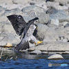 ハヤブサが対岸に飛来