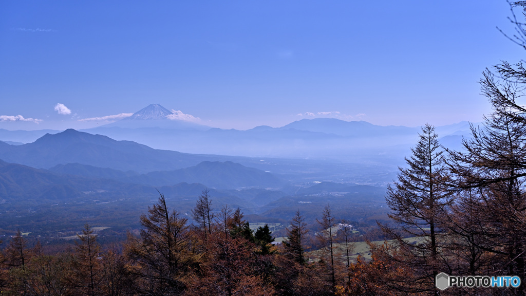 高原のカラマツ林と富士