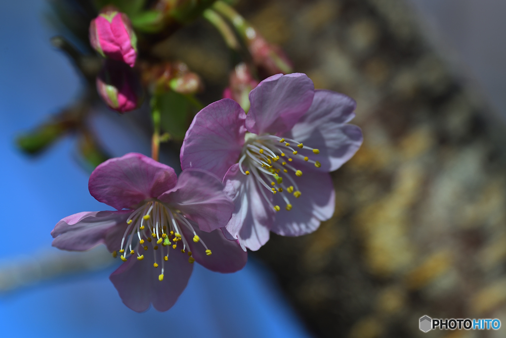 春の陽気に河津桜の便り