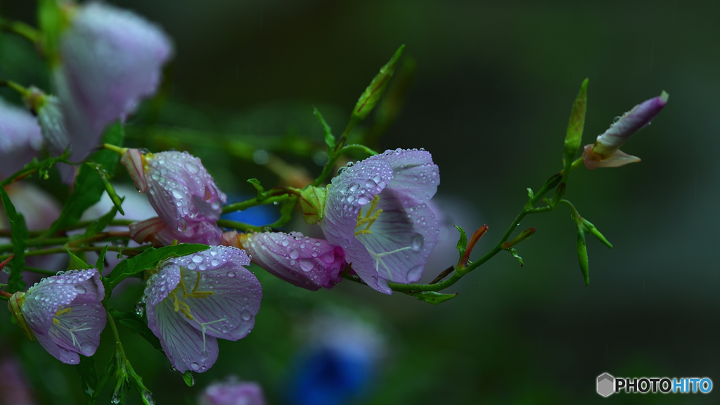 雨にも負けず。。