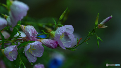 雨にも負けず。。