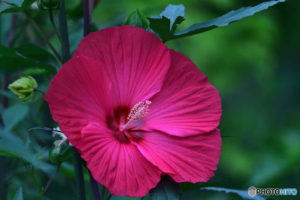 驚きの巨大花35ｃｍ