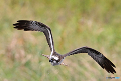 河川敷も秋の気配