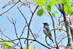 藤の輪に青い鳥