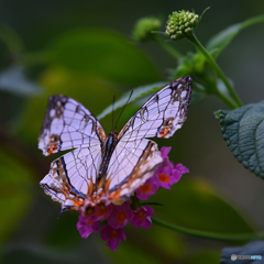 石垣模様の蝶