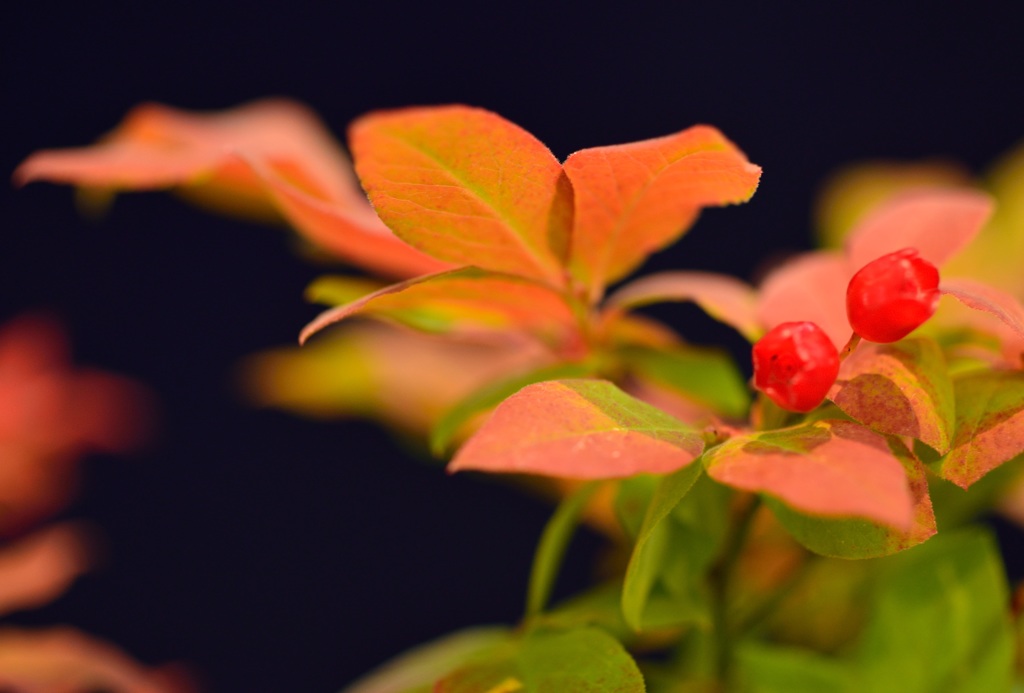 ”女の子・・イエ～”