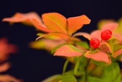 ”女の子・・イエ～”