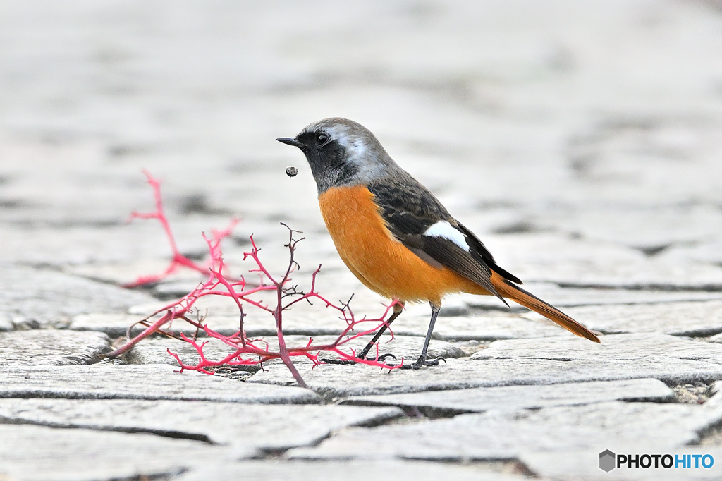 我が村にもジョウビタキ