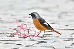 我が村にもジョウビタキ