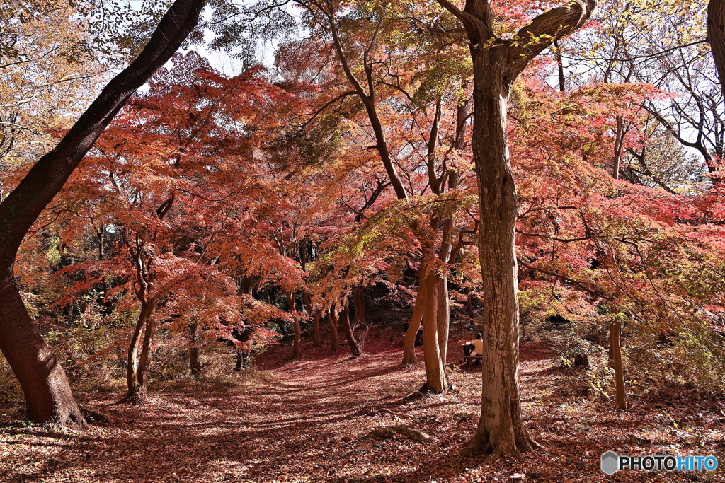 紅に覆われた紅葉坂