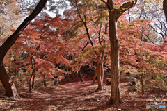 紅に覆われた紅葉坂
