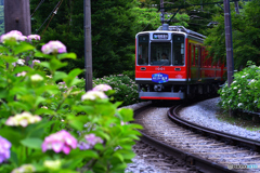 箱根 あじさい電車始まる
