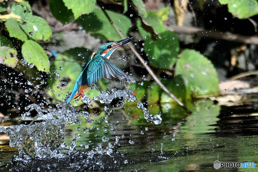 離水の飛沫Ⅲ