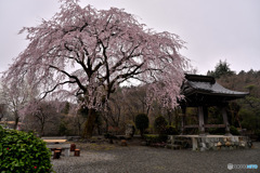 山里の古寺にも春