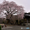 山里の古寺にも春
