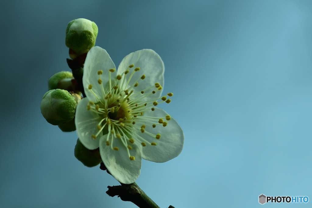 弾ける線香花火