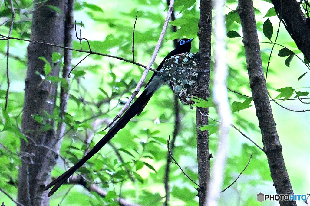 闇を飛び交うサンコウチョウ