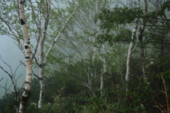 雨に潤う