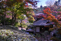 京風情の横浜三渓園