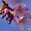 まだちらほらの河津桜