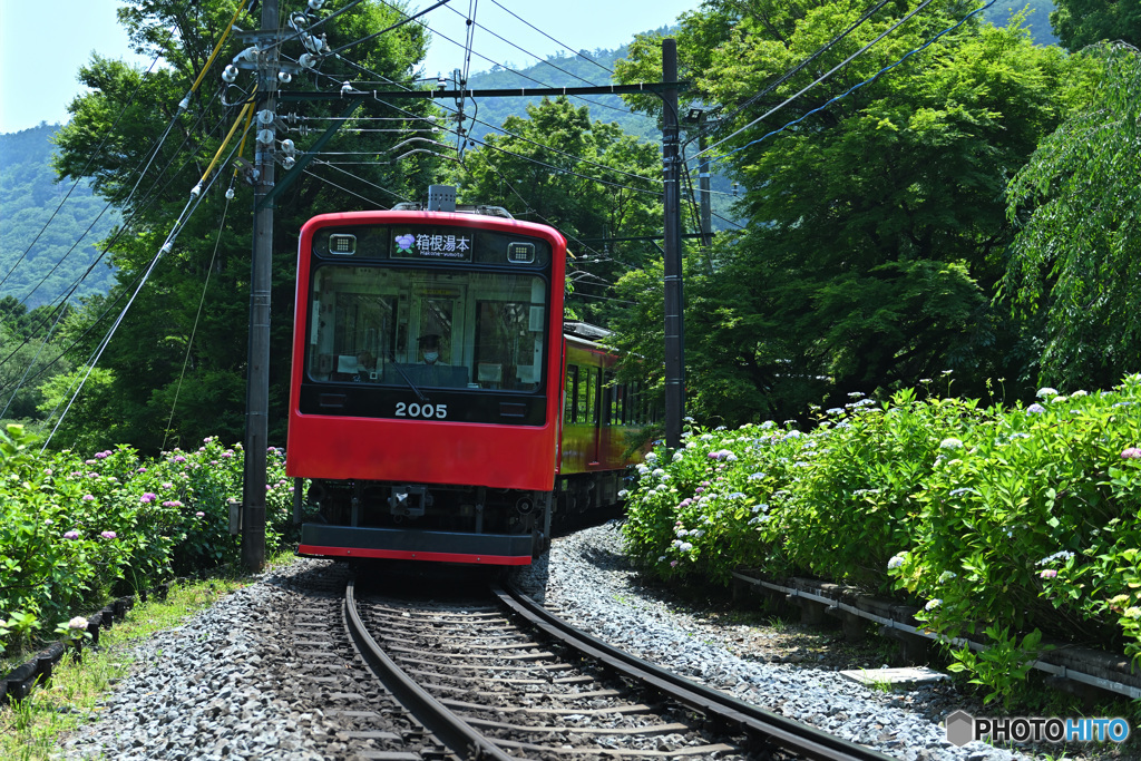 あじさい電車はもうすぐ！