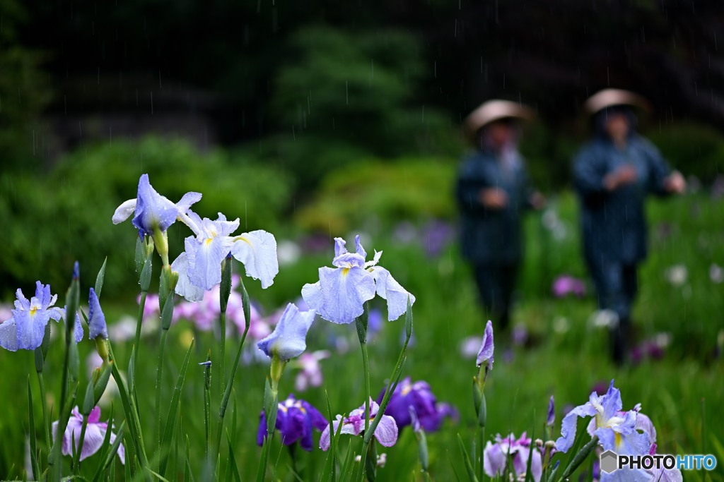 雨に踊る花菖蒲と。。