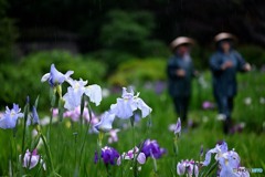 雨に踊る花菖蒲と。。