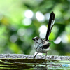 エナガが水浴に