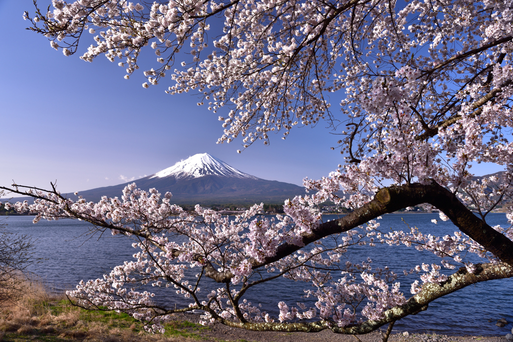 富士を桜提灯で飾る