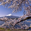 富士を桜提灯で飾る
