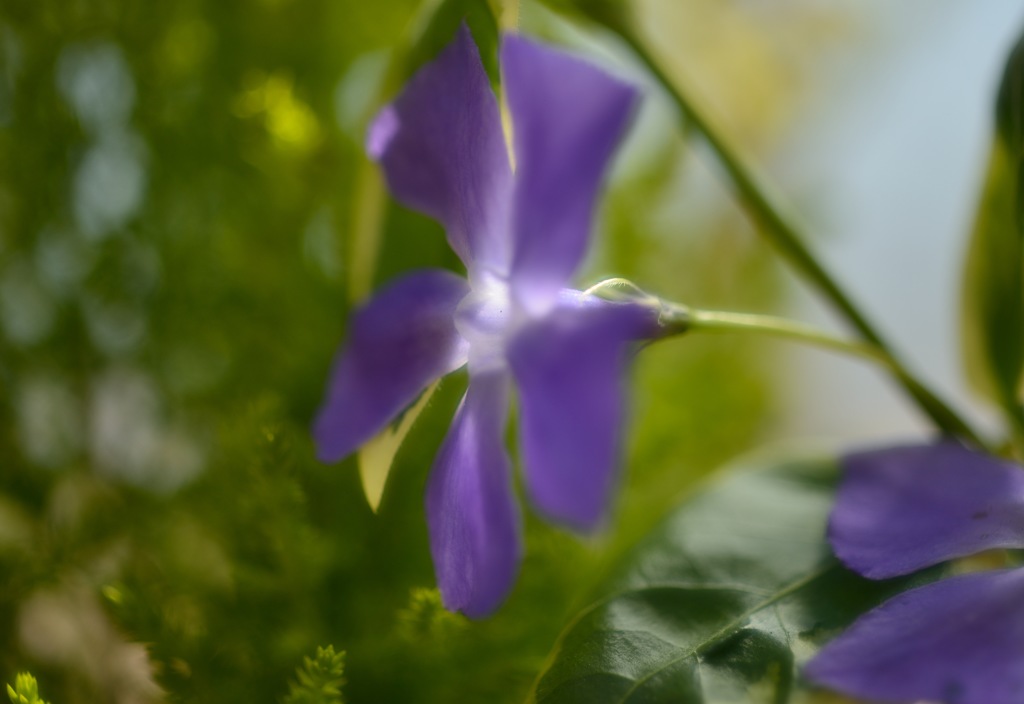 "後光のつるにち草”