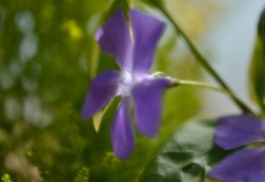 "後光のつるにち草”