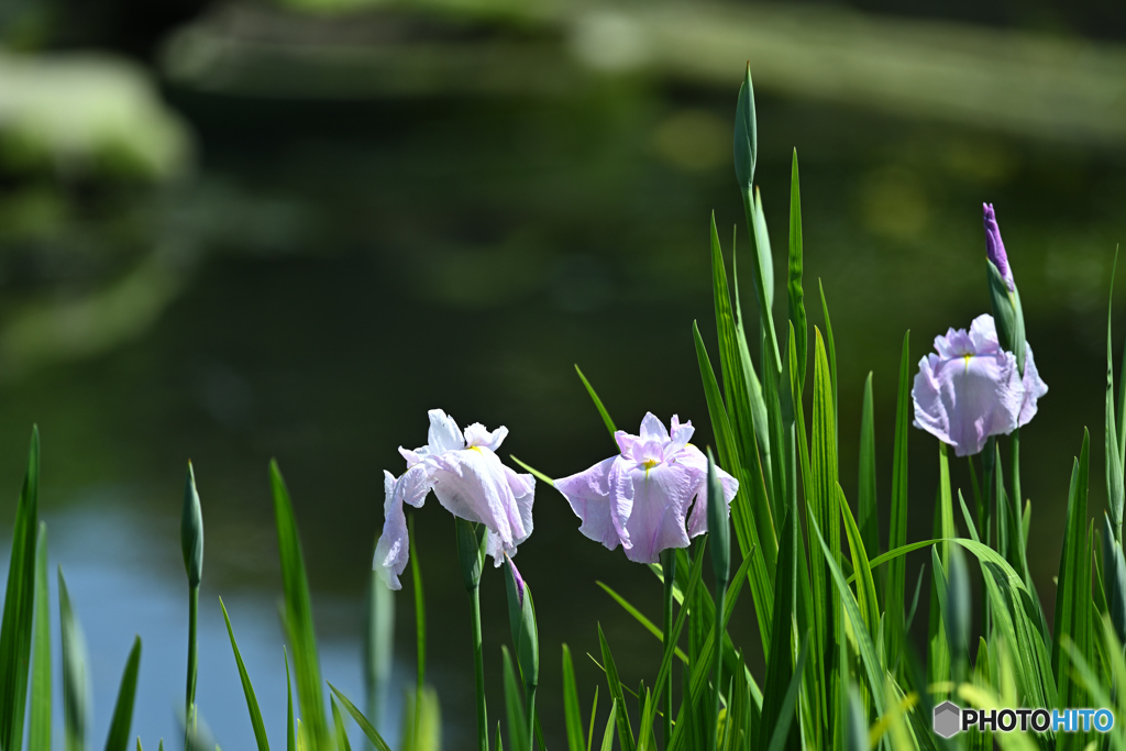 池の淵の花菖蒲