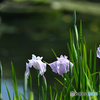 池の淵の花菖蒲