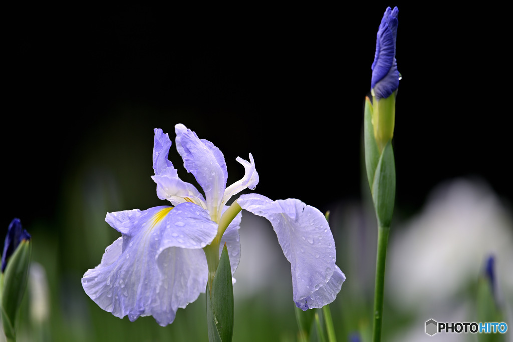 雨粒を纏った花菖蒲
