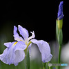 雨粒を纏った花菖蒲