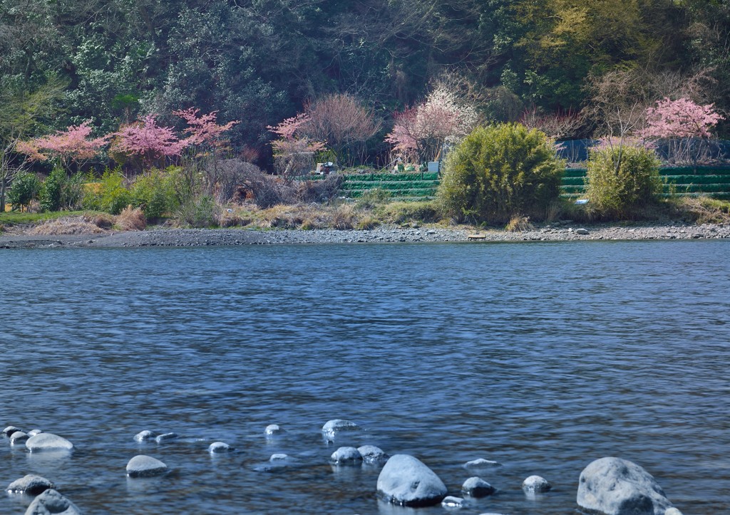 ～対岸は春爛漫～～