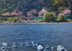 ～対岸は春爛漫～～